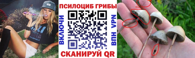 Галлюциногенные грибы мицелий  Вытегра 